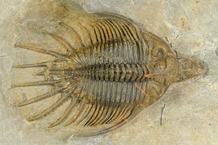 Spiny, Multi-Toned Psychopyge Trilobite - Ofaten, Morocco #350483